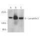 Latrophilin-3 Antibody (B-6) - Western Blotting - Image 369410 