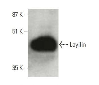 Layilin Antibody (C-7) - Western Blotting - Image 396412