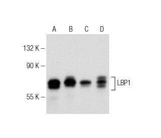 LBP1 Antibody (327C1a) - Western Blotting - Image 146488 