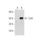 LCAT Antibody (D-2) - Western Blotting - Image 157825