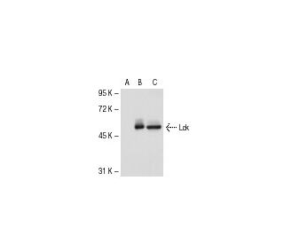 Lck Antibody (0.T.84) - Western Blotting - Image 53401