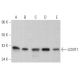 LCMT1 Antibody (D-10) - Western Blotting - Image 362857 
