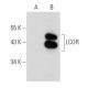 LCOR Antibody (G-2) - Western Blotting - Image 354252