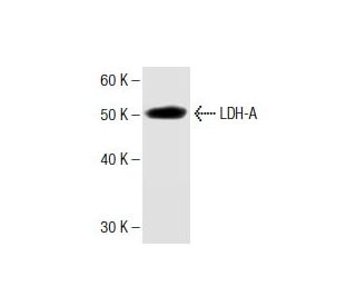 LDH-A Antibody (5) - Western Blotting - Image 136763