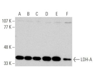 LDH-A Antibody (E-9) - Western Blotting - Image 370767 