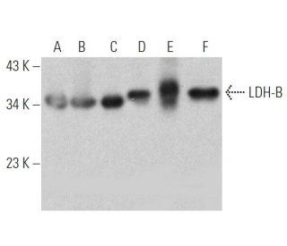 LDH-B Antibody (431.1) - Western Blotting - Image 368558 