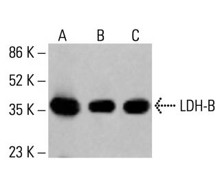 LDH-B Antibody (431.1) - Western Blotting - Image 412745Each CRISPR/Cas9 Knockout (KO) Plasmid product consists of a pool of 3 plasmids designed to ensure identification and cleavage of a specific gene for maximum knockout efficiency. Each plasmid encodes a unique 20 nt sequence derived from the GeCKO (v2) library.