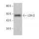 LDH-D Antibody (F-4) - Western Blotting - Image 376699