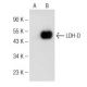 LDH-D Antibody (G-8) - Western Blotting - Image 148805