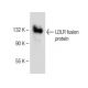 LDLR Antibody (B-10) - Western Blotting - Image 150572 