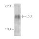 LDLR Antibody (B-10) - Western Blotting - Image 390994