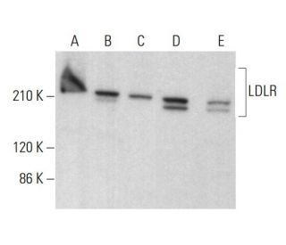 LDLR Antibody (C7) - Western Blotting - Image 380733 