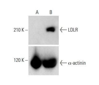 LDLR Antibody (F-7) - Western Blotting - Image 321861 
