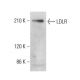 LDLR Antibody (F-7) - Western Blotting - Image 378559