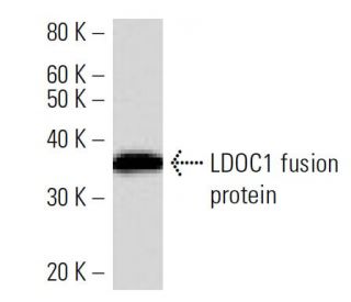 LDOC1 Antibody (2507C1a) - Western Blotting - Image 16488