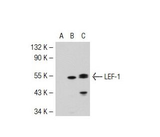 LEF-1 Antibody (2D12) - Western Blotting - Image 36863 