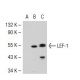 LEF-1 Antibody (2D12) - Western Blotting - Image 36863 