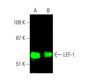 LEF-1 Antibody (B-10) - Western Blotting - Image 378872 