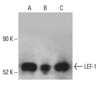 LEF-1 Antibody (B-6) - Western Blotting - Image 401793 