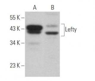 Lefty Antibody (D-6) - Western Blotting - Image 364556 