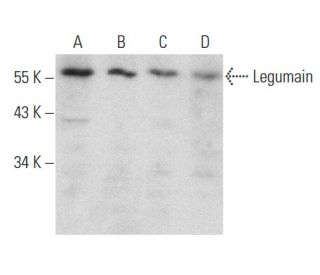 Legumain Antibody (B-10) - Western Blotting - Image 356943 