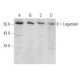 Legumain Antibody (B-10) - Western Blotting - Image 356943 