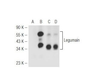 Legumain Antibody (B-11) - Western Blotting - Image 45356 