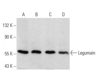 Legumain Antibody (F-10) - Western Blotting - Image 356940 