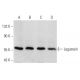 Legumain Antibody (F-10) - Western Blotting - Image 356940 