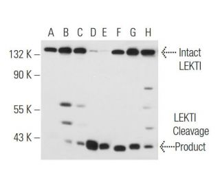 LEKTI Antibody (F-2) - Western Blotting - Image 63031