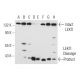 LEKTI Antibody (F-2) - Western Blotting - Image 63031
