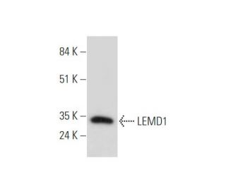LEMD1 Antibody (A-6) - Western Blotting - Image 344148