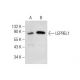 LEPREL1 Antibody (B-9) - Western Blotting - Image 283645