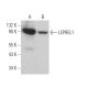 LEPREL1 Antibody (B-9) - Western Blotting - Image 371950 