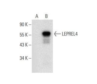 LEPREL4 Antibody (F-7) - Western Blotting - Image 318026 