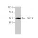LEPREL4 Antibody (FR-1) - Western Blotting - Image 53942 
