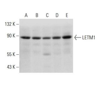 LETM1 Antibody (B-2) - Western Blotting - Image 320286