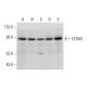 LETM1 Antibody (B-2) - Western Blotting - Image 320286