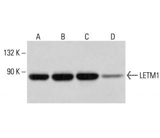 LETM1 Antibody (D-3) - Western Blotting - Image 316237 