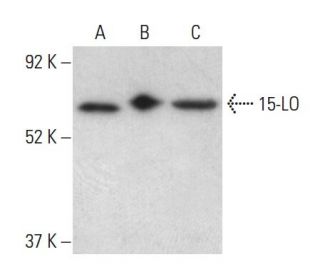 15-LO Antibody (B-7) - Western Blotting - Image 398529 