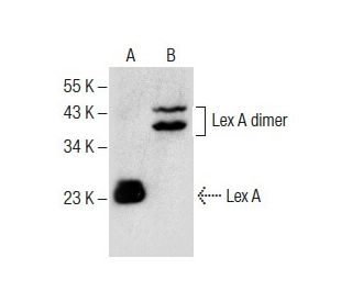 Lex A Antibody (C-11) - Western Blotting - Image 287908