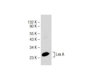Lex A Antibody (E-7) - Western Blotting - Image 146846