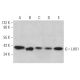 LHX1 Antibody (C-6) - Western Blotting - Image 373219 