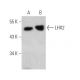 LHX2 Antibody (6G2) - Western Blotting - Image 368580 