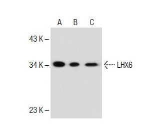 LHX6 Antibody (A-9) - Western Blotting - Image 284349 