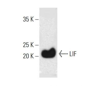 LIF Antibody (E-10) - Western Blotting - Image 382024