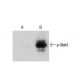 Human LIF (sc-4988) induction of Stat3 p91 phosphorylation of Tyr 705 in untreated (A) and LIF-treated (B) 3T3-L1 cells. A