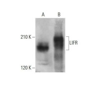 LIFR Antibody (H-7) - Western Blotting - Image 348638