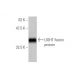 LIGHT Antibody (4E3) - Western Blotting - Image 348976