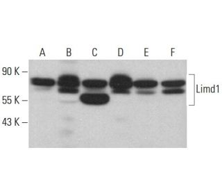 Limd1 Antibody (E-10) - Western Blotting - Image 382339 